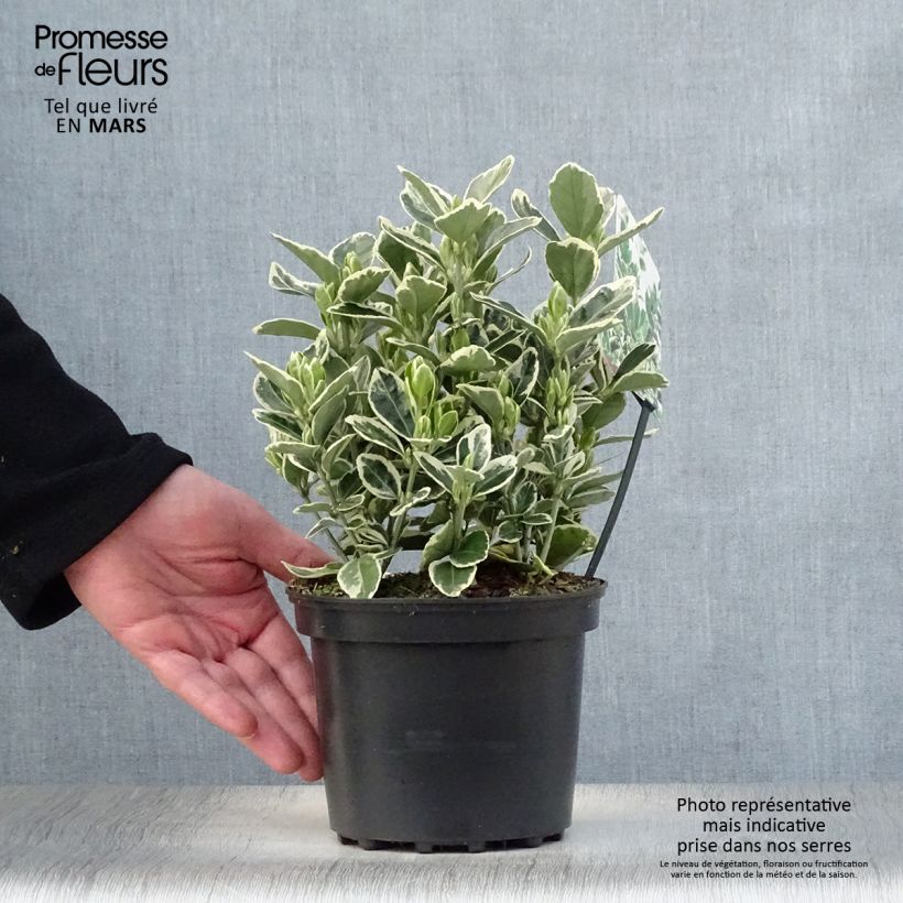 Fusaria giapponese Kathy Vaso da 2L/3L esemplare consegnato in primavera