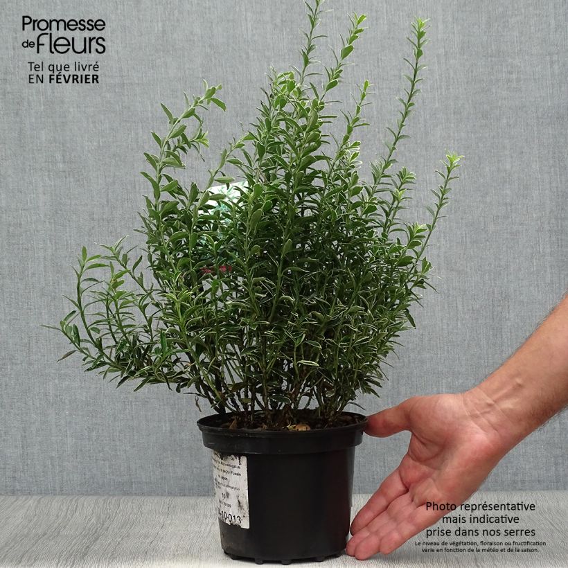 Esemplare di Fusaria giapponese Microphyllus Albovariegatus Vaso da 2L/3L come consegnato in autunno