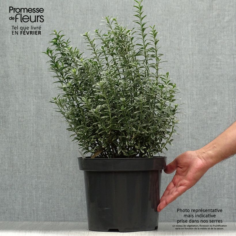 Esemplare di Fusaria giapponese Microphyllus Albovariegatus Vaso da 7,5L/10L come consegnato in autunno
