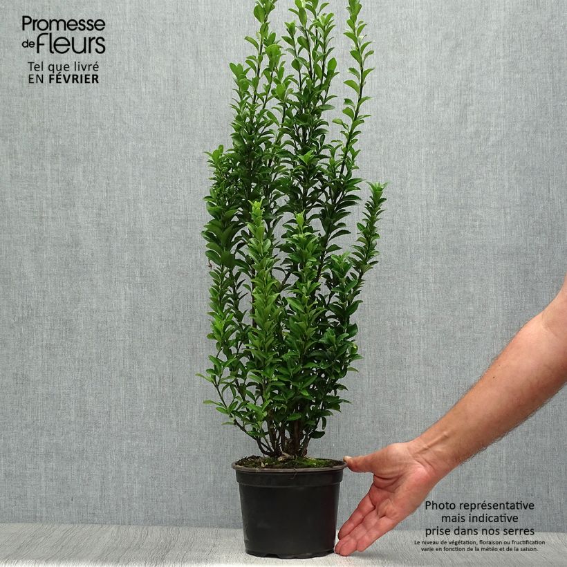 Esemplare di Fusaria giapponese Microphyllus Vaso da 2L/3L come consegnato in autunno