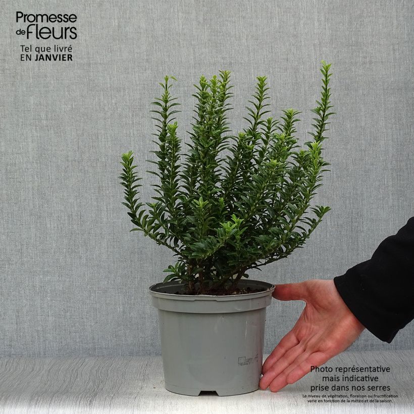 Fusaria giapponese Microphyllus Vaso da 2L/3L esemplare consegnato in inverno