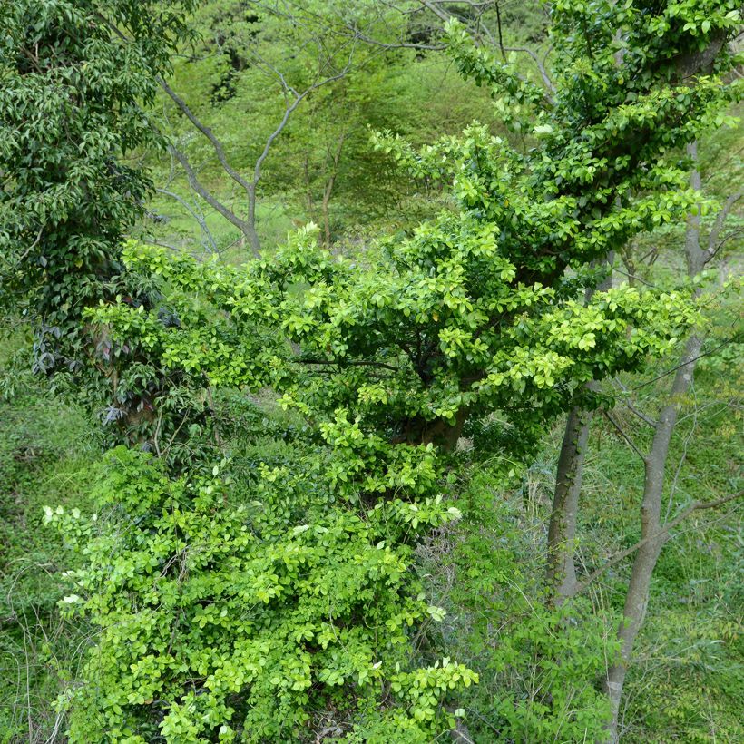 Fusaria giapponese Microphyllus (Porto)