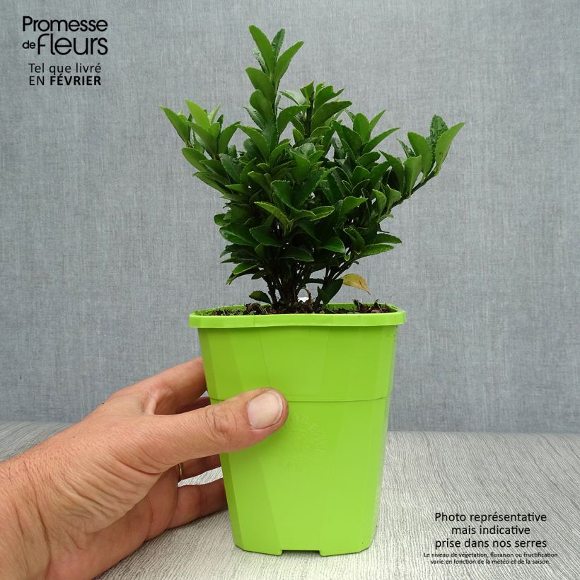 Esemplare di Fusaria giapponese Paloma Blanca Vaso da 1,5L/2L come consegnato in autunno