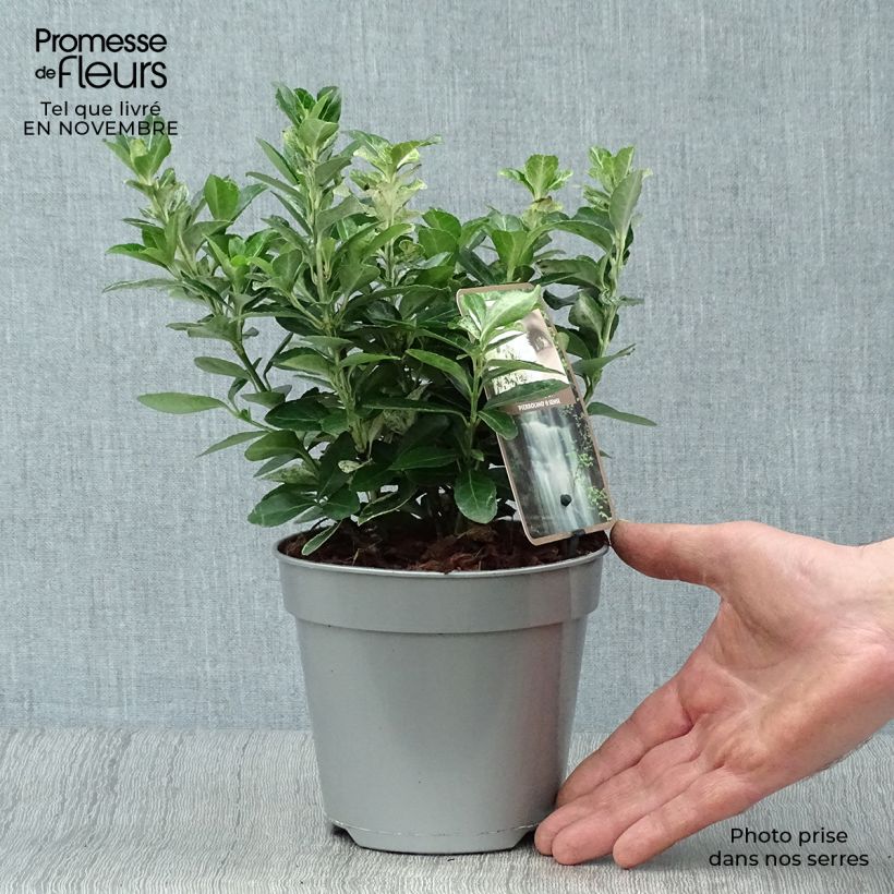 Esemplare di Fusaria giapponese Pierrolino Vaso da 1,5L/2L come consegnato in autunno