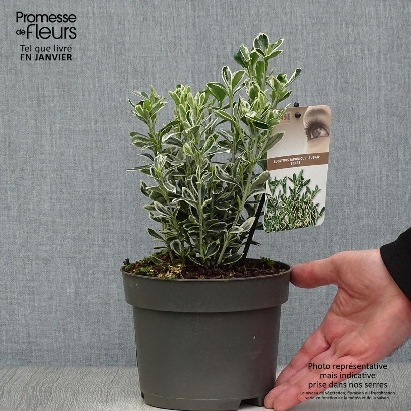 Fusaria giapponese Suzanne Vaso da 2L/3L esemplare consegnato in inverno