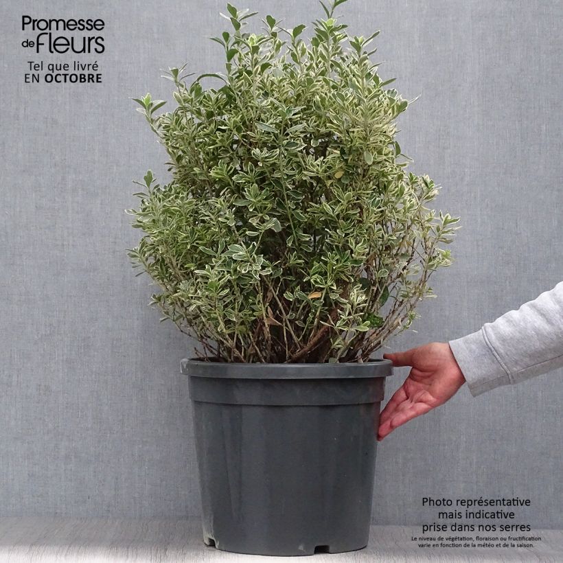 Esemplare di Fusaria giapponese Suzanne Vaso da 7,5L/10L come consegnato in autunno