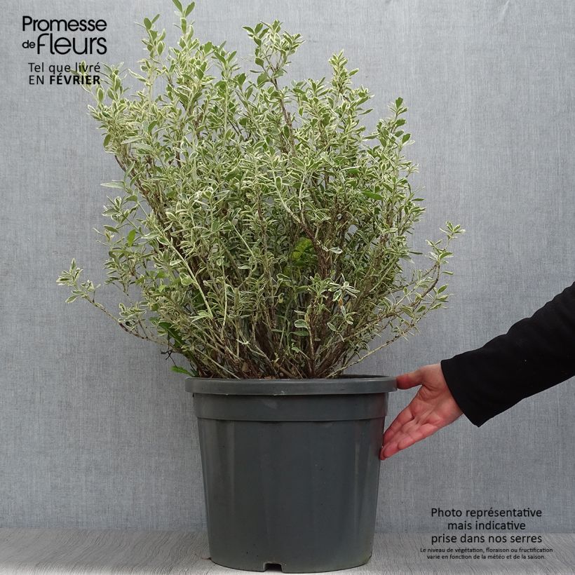 Fusaria giapponese Suzanne Vaso da 7,5L/10L esemplare consegnato in inverno