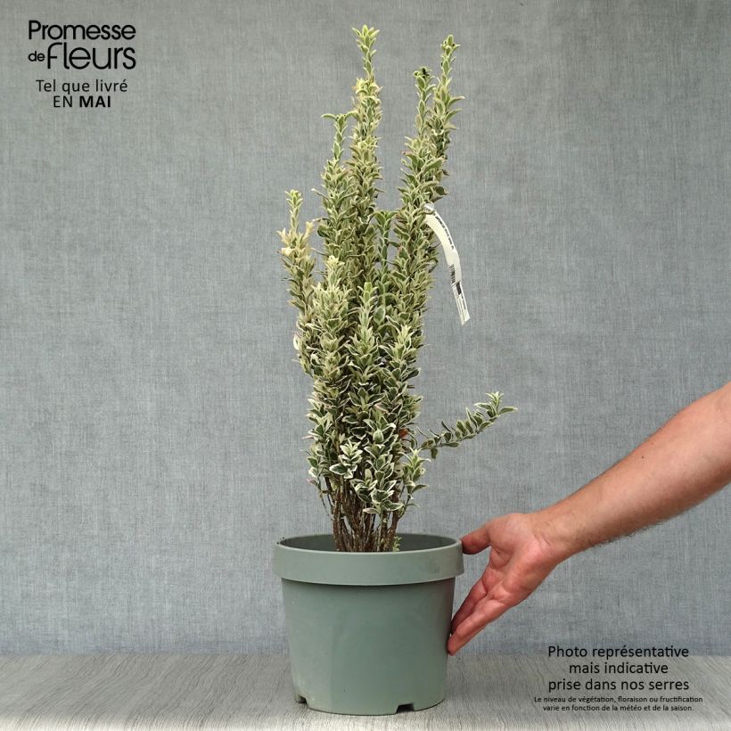 Fusaria giapponese White Spire Vaso da 7,5L/10L esemplare consegnato in primavera