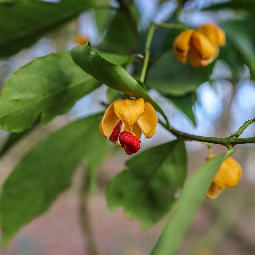 Euonymus myrianthus (Raccolta)
