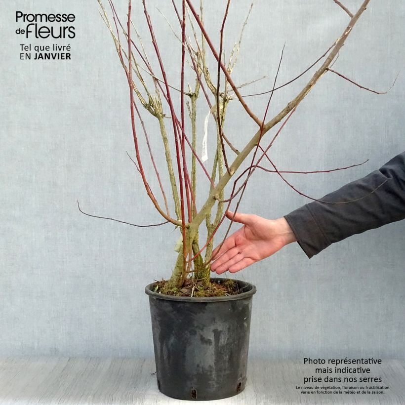 Euonymus phellomanus Vaso da 12L/15L esemplare consegnato in inverno