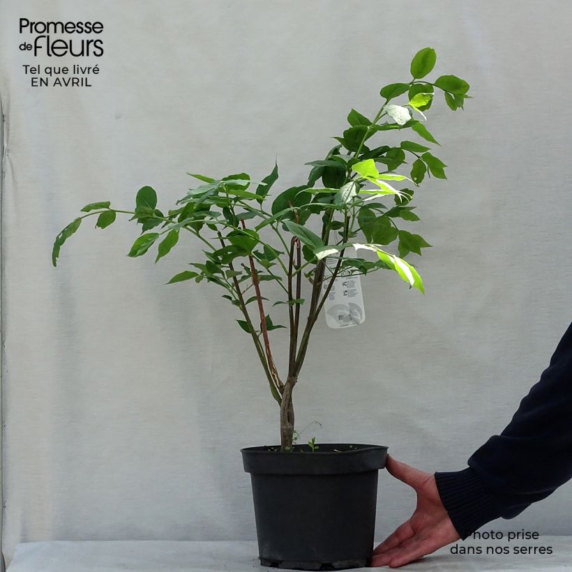 Euonymus planipes Vaso da 2L/3L esemplare consegnato in primavera