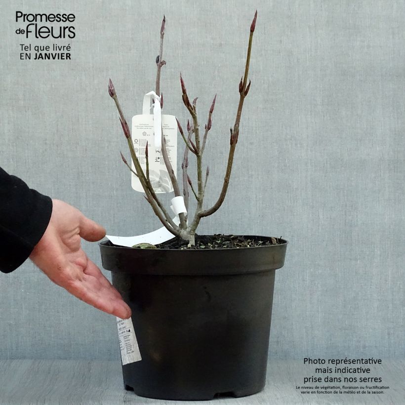 Euonymus planipes Vaso da 7,5L/10L esemplare consegnato in inverno