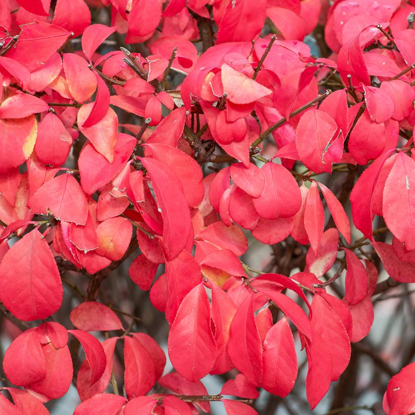 Euonymus alatus Fire Ball - Evonimo alato (Fogliame)