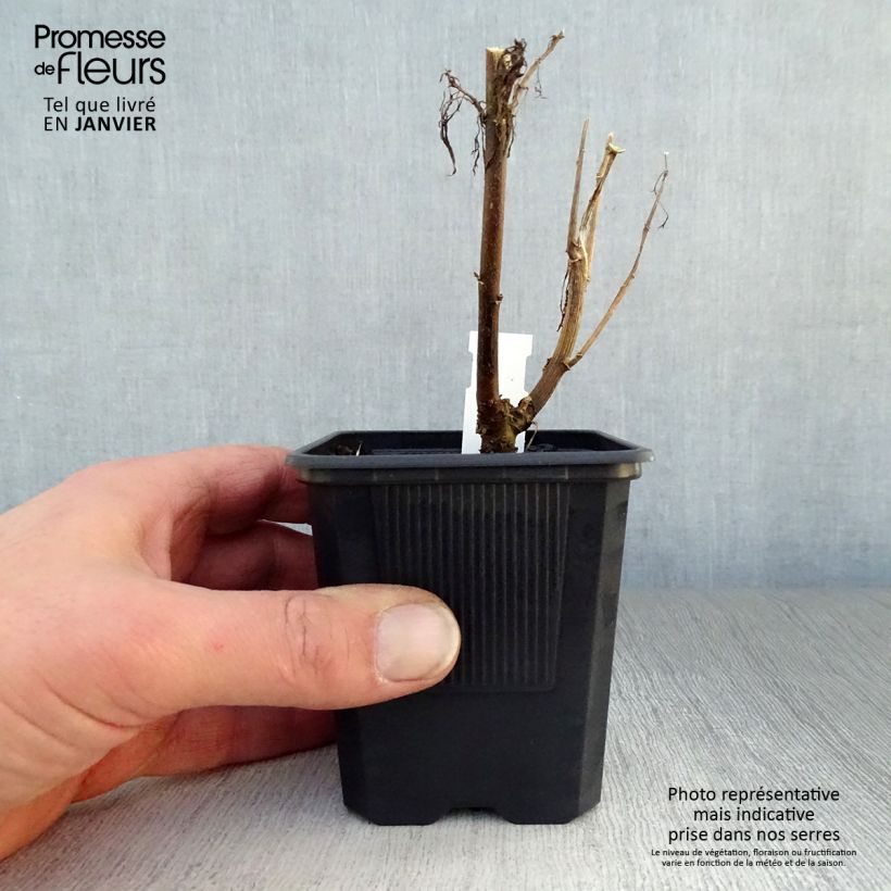 Eupatorium capillifolium Elegant Plume Vasetto da 8/9 cm esemplare consegnato in inverno