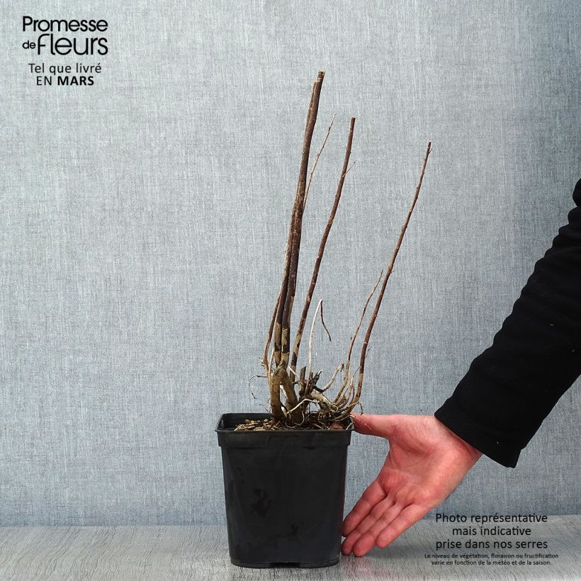 Eupatorium capillifolium Elegant Plume Vaso da 2L/3L esemplare consegnato in inverno
