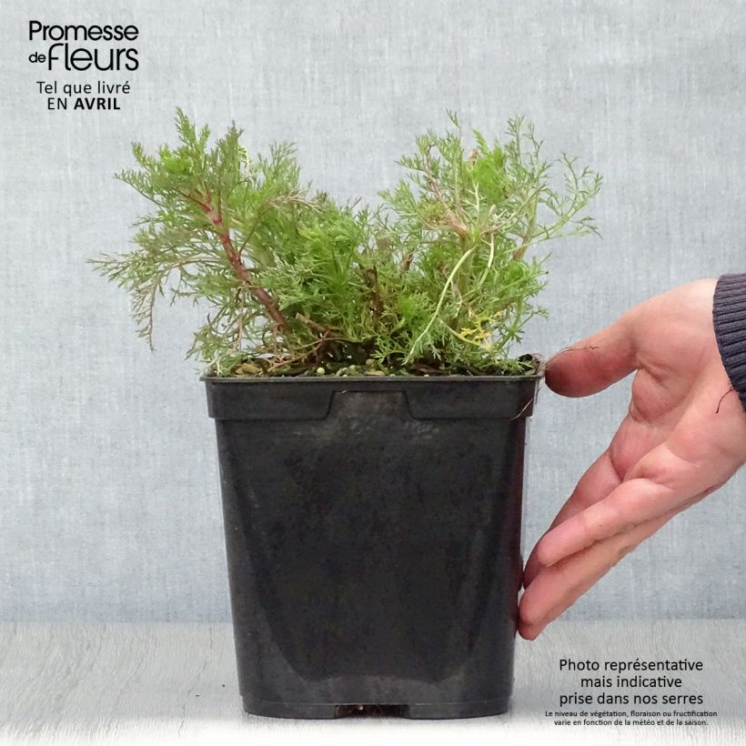 Eupatorium capillifolium Elegant Plume Vaso da 2L/3L esemplare consegnato in primavera