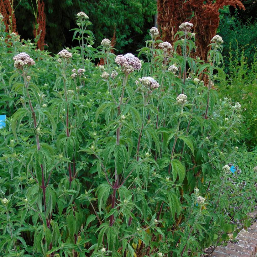 Eupatorium canabinum Plenum (Porto)
