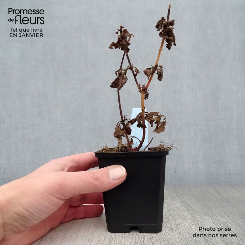 Eupatorium canabinum Plenum Vasetto da 8/9 cm esemplare consegnato in inverno