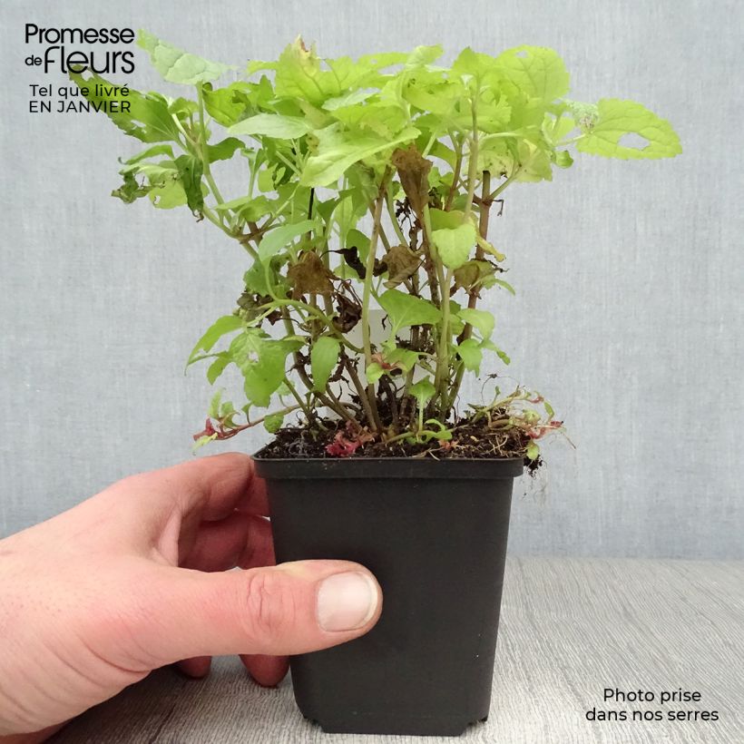 Eupatorium coelestinum Vasetto da 8/9 cm esemplare consegnato in inverno