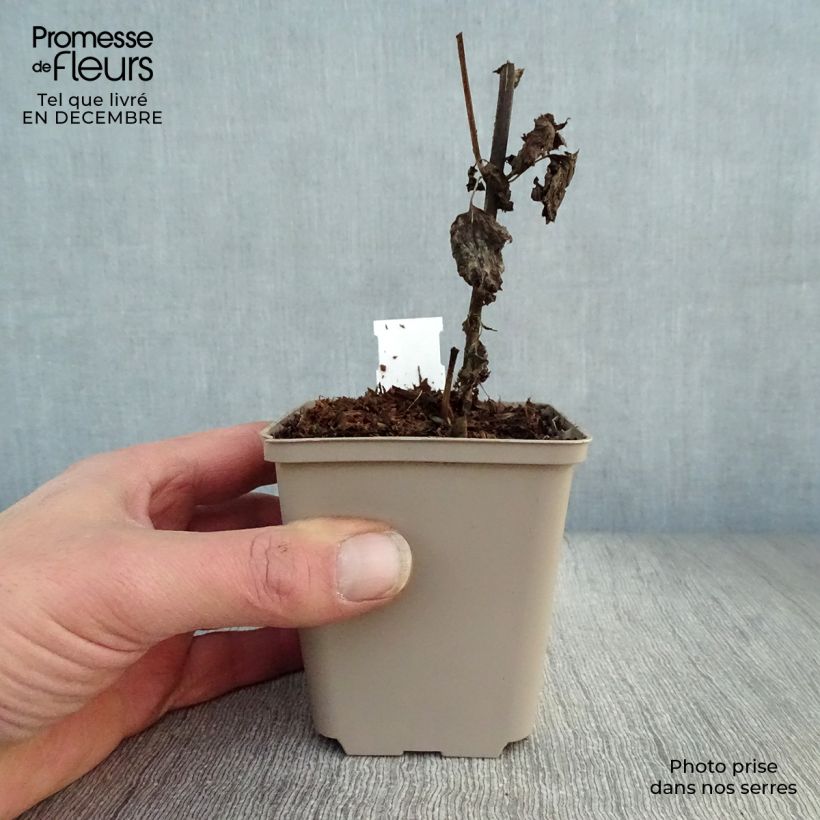 Eupatorium rugosum Lucky Melody Vasetto da 8/9 cm esemplare consegnato in inverno