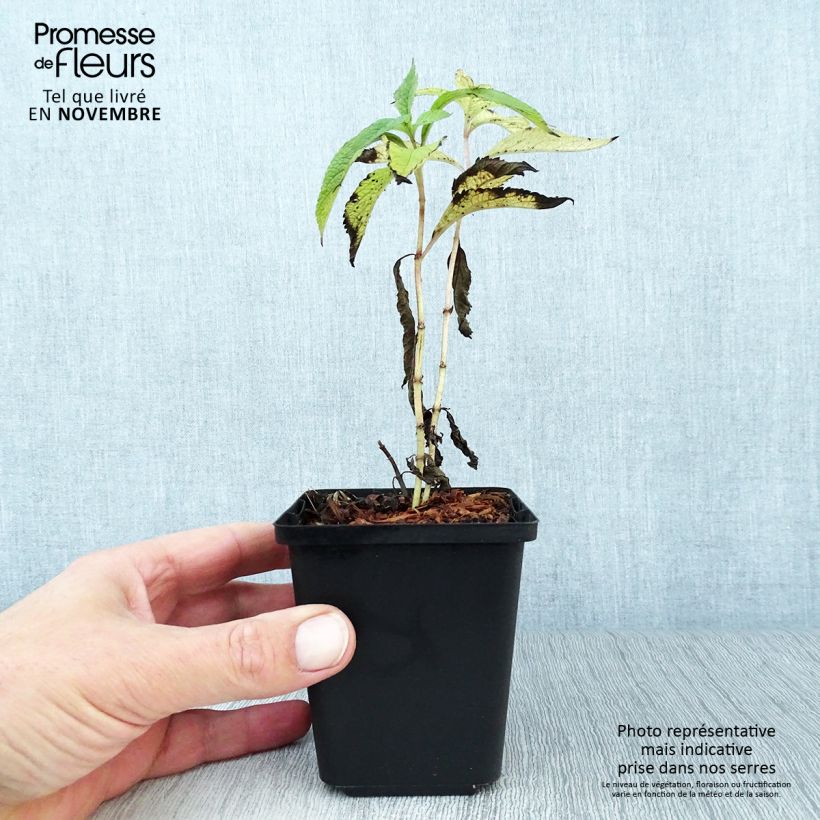 Esemplare di Eupatorium maculatum Atropurpureum Vasetto da 8/9 cm come consegnato in autunno