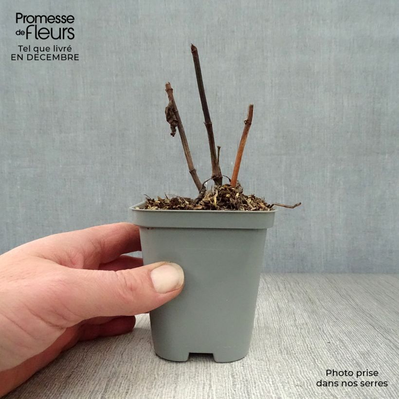 Eupatorium maculatum Atropurpureum Vasetto da 8/9 cm esemplare consegnato in inverno