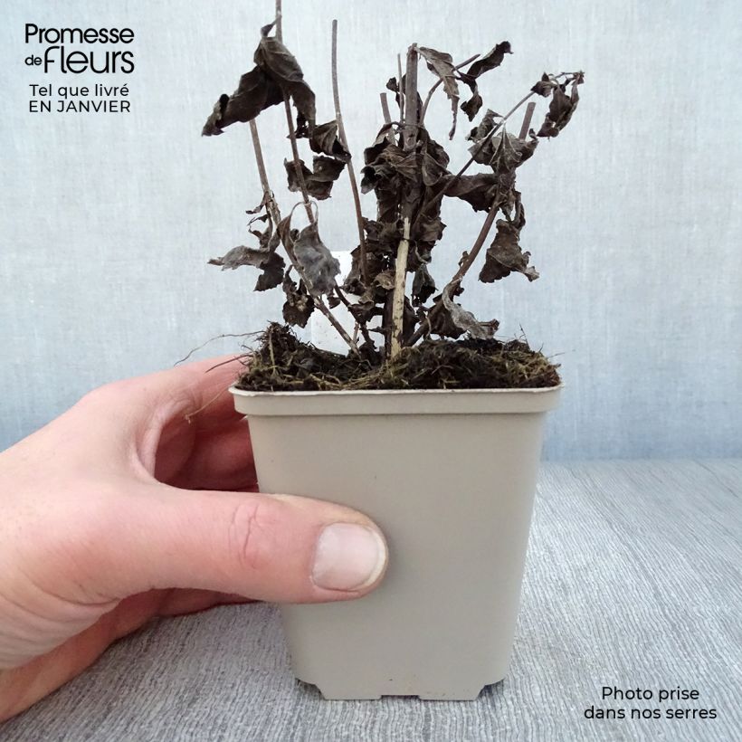 Eupatorium maculatum Phantom Vasetto da 8/9 cm esemplare consegnato in inverno