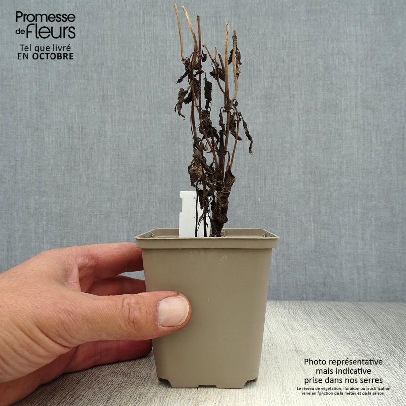 Esemplare di Eupatorium maculatum Purple Bush Vasetto da 8/9 cm come consegnato in autunno