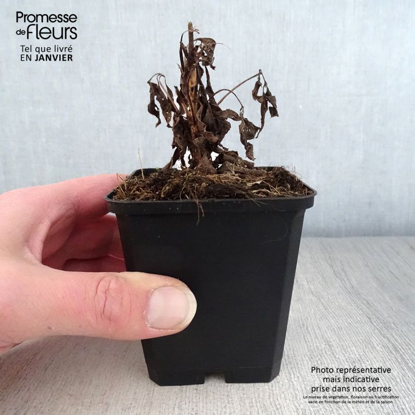 Eupatorium maculatum Purple Bush Vasetto da 8/9 cm esemplare consegnato in inverno