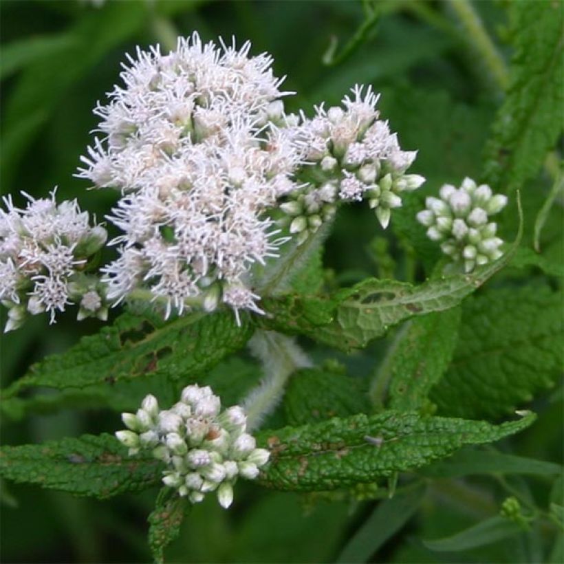 Eupatorium perfoliatum (Fioritura)