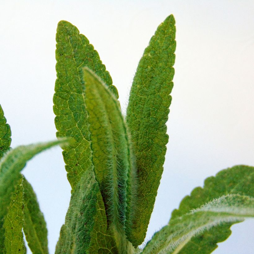 Eupatorium perfoliatum (Fogliame)