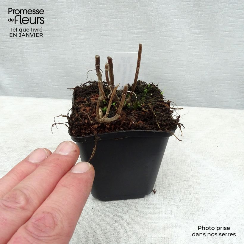 Eupatorium perfoliatum Vasetto da 8/9 cm esemplare consegnato in inverno