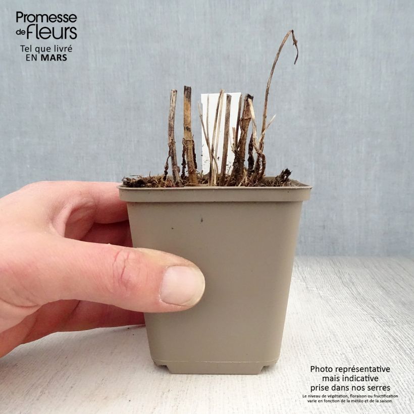 Eupatorium perfoliatum Vasetto da 8/9 cm esemplare consegnato in primavera