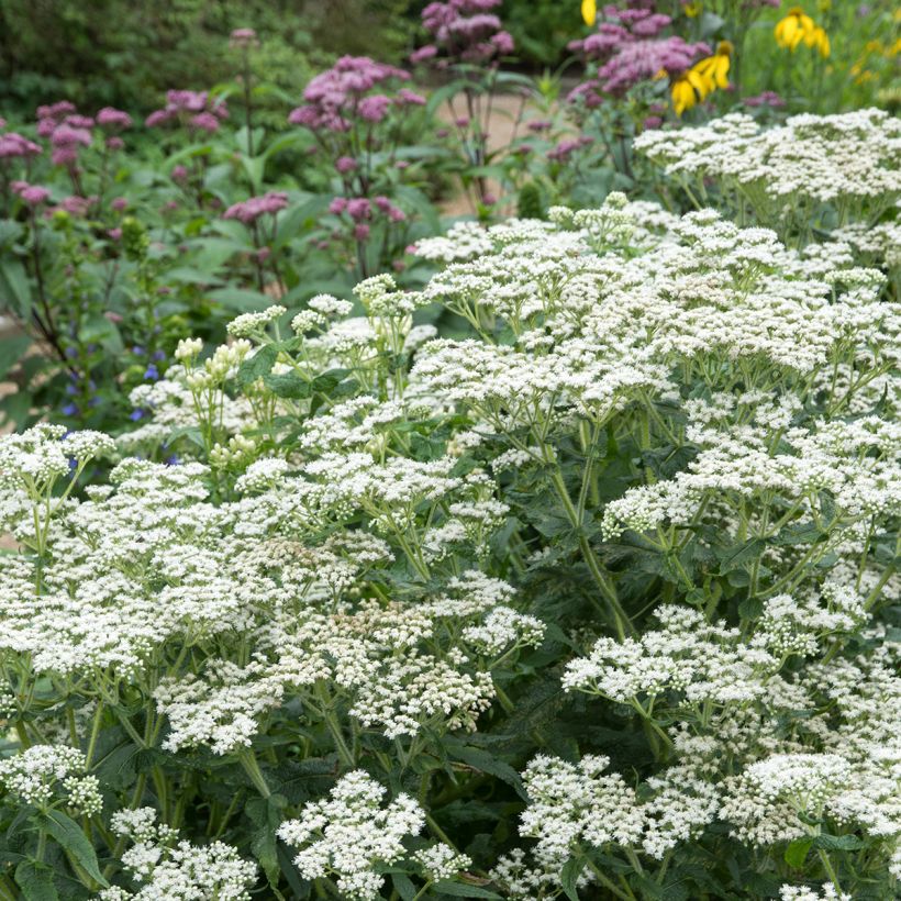 Eupatorium perfoliatum (Porto)