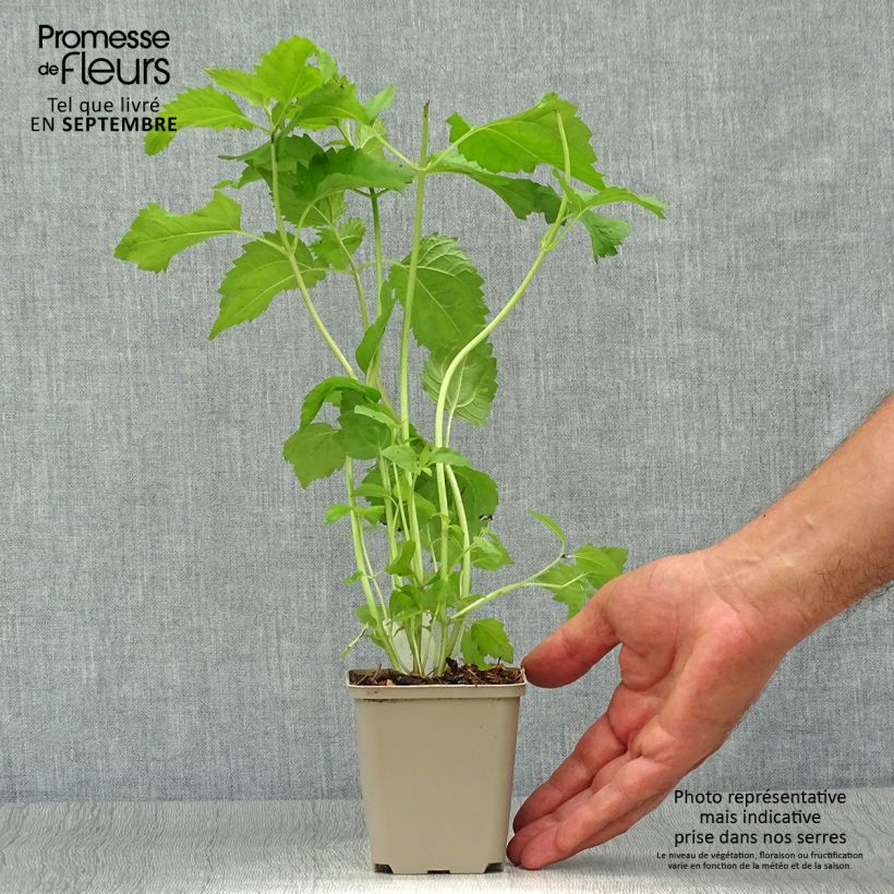 Esemplare di Eupatorium rugosum Vasetto da 8/9 cm come consegnato in autunno