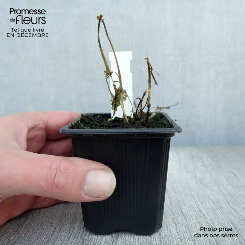 Eupatorium rugosum Vasetto da 8/9 cm esemplare consegnato in inverno