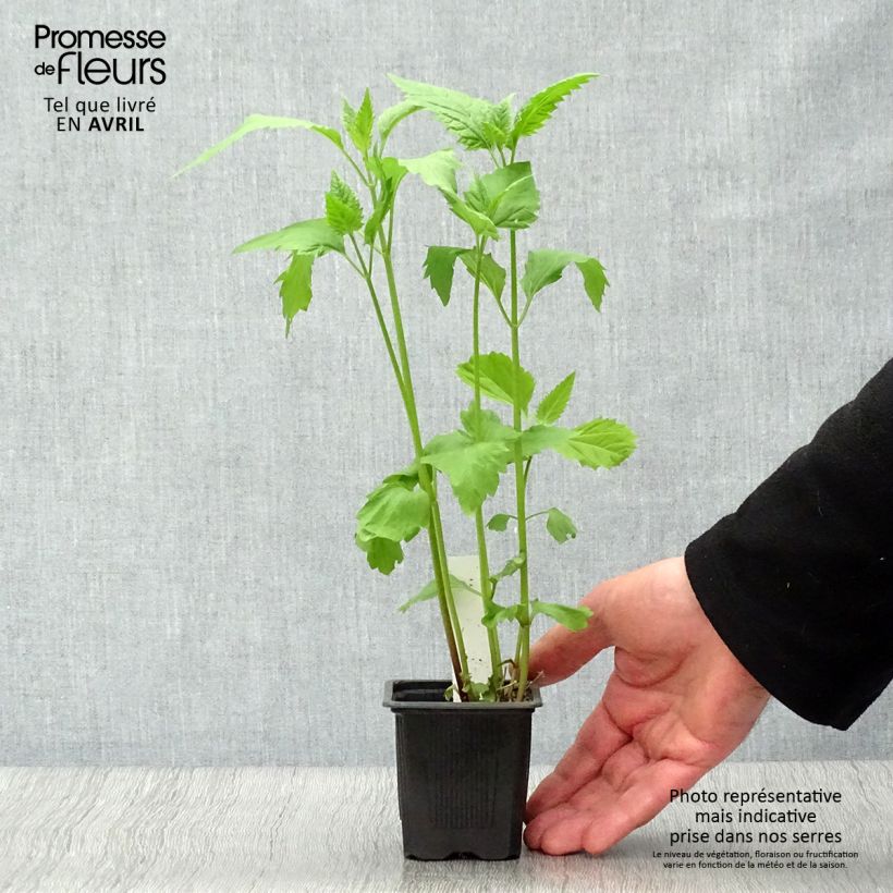 Eupatorium rugosum Vasetto da 8/9 cm esemplare consegnato in primavera