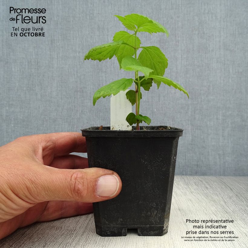 Esemplare di Eupatorium rugosum Braunlaub Vasetto da 8/9 cm come consegnato in autunno