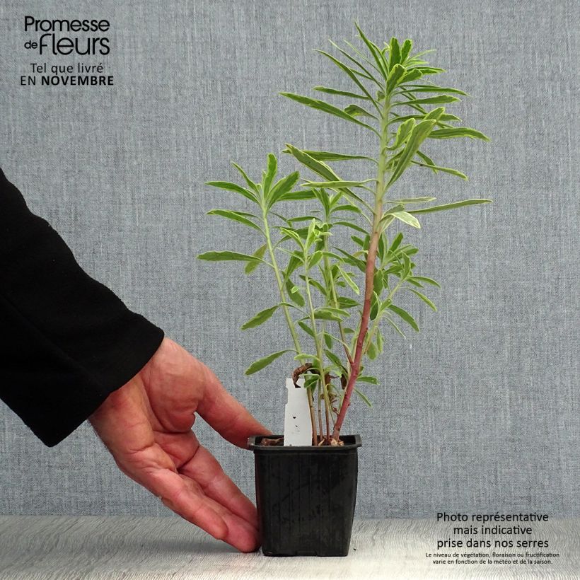 Esemplare di Euphorbia martinii Ascot Rainbow Vasetto da 8/9 cm come consegnato in autunno