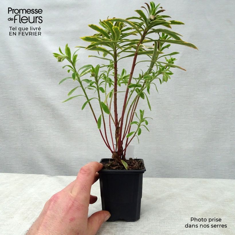 Euphorbia martinii Ascot Rainbow Vasetto da 8/9 cm esemplare consegnato in inverno