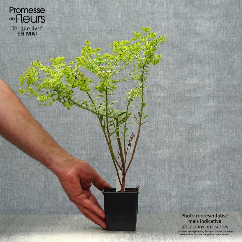 Euphorbia martinii Ascot Rainbow Vasetto da 8/9 cm esemplare consegnato in primavera