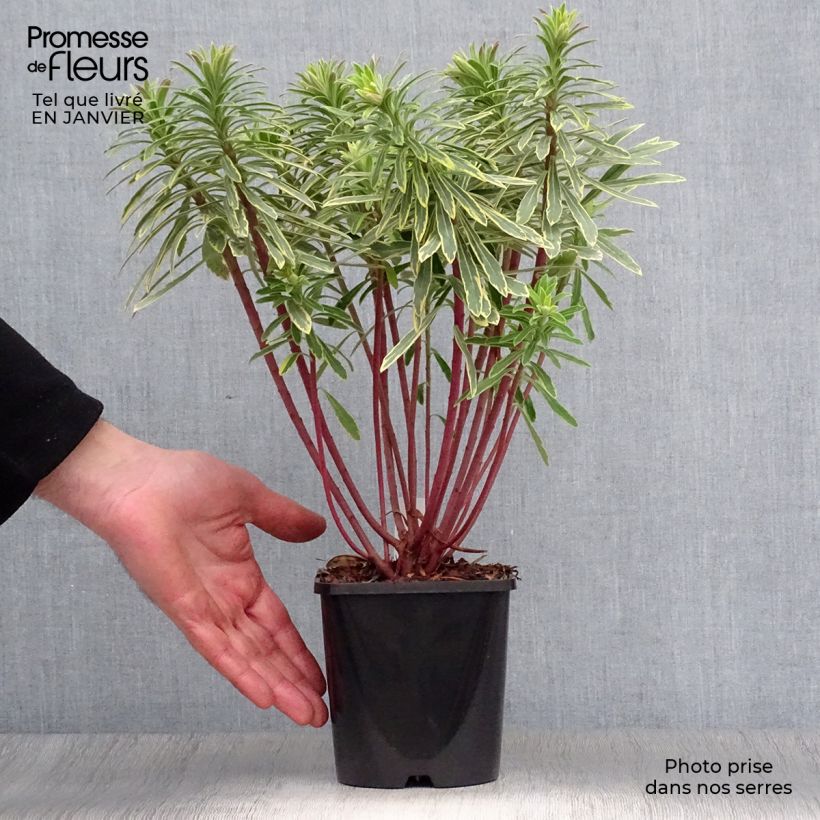 Euphorbia martinii Ascot Rainbow Vaso da 1,5L/2L esemplare consegnato in inverno