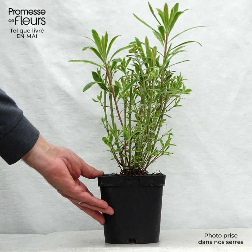 Euphorbia martinii Ascot Rainbow Vaso da 1,5L/2L esemplare consegnato in primavera