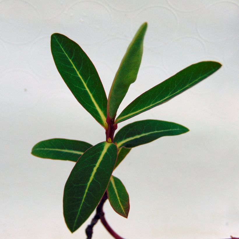 Euphorbia cornigera (Fogliame)