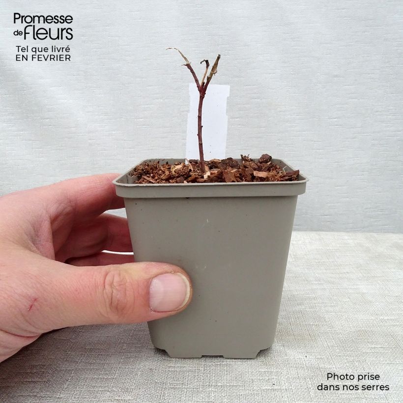 Euphorbia cornigera Vasetto da 8/9 cm esemplare consegnato in inverno