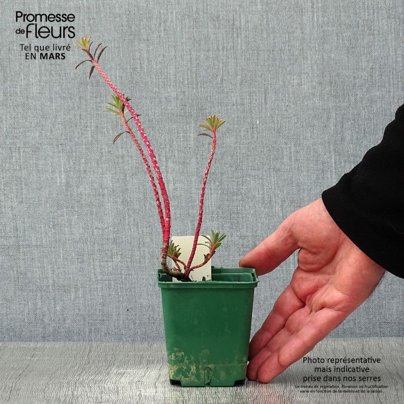 Euphorbia nicaeensis Vasetto da 8/9 cm esemplare consegnato in inverno