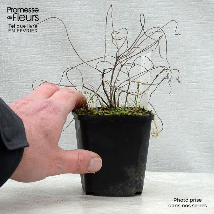 Euphorbia cyparissias - Euforbia cipressina Vasetto da 8/9 cm esemplare consegnato in inverno