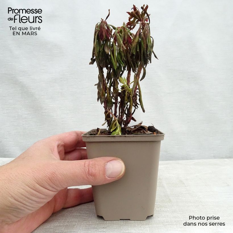 Euphorbia Redwing Vasetto da 8/9 cm esemplare consegnato in inverno