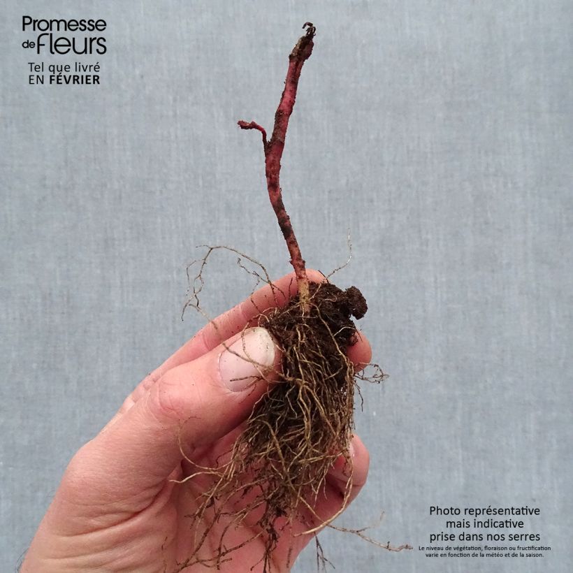 Euphorbia amygdaloïdes Frosted Flame Piante piccole a radice nuda esemplare consegnato in inverno