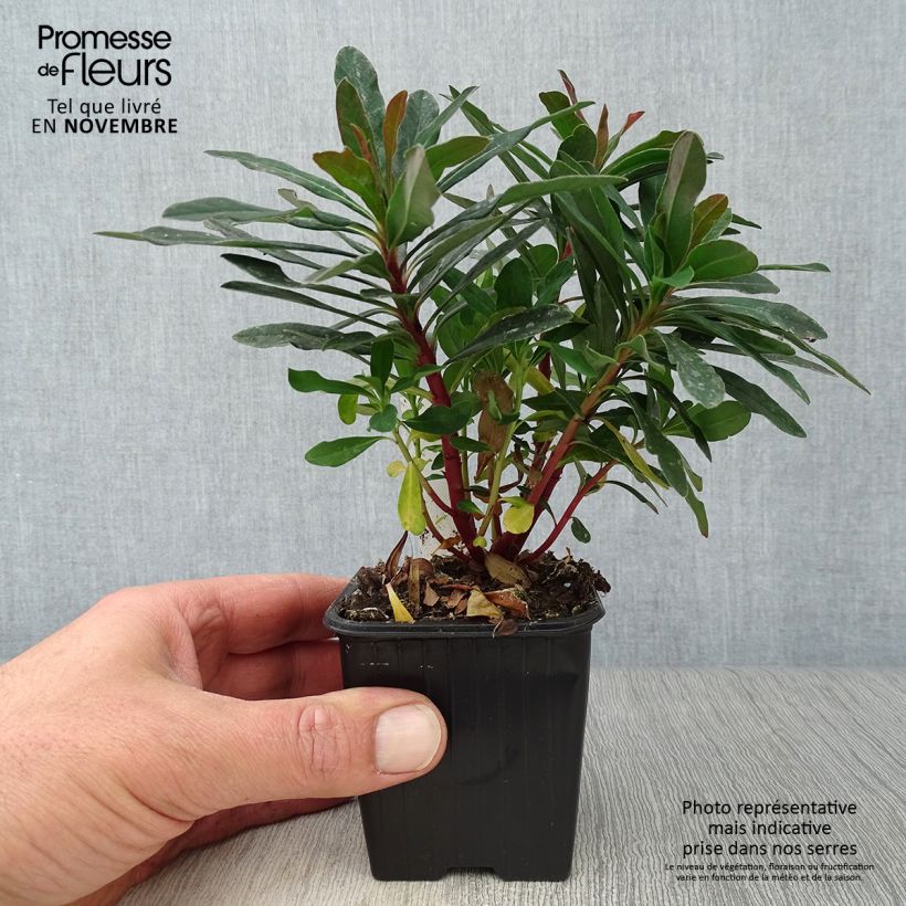 Esemplare di Euphorbia amygdaloides Purpurea Vasetto da 8/9 cm come consegnato in autunno